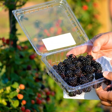 A package of blackberries from New Water Farms